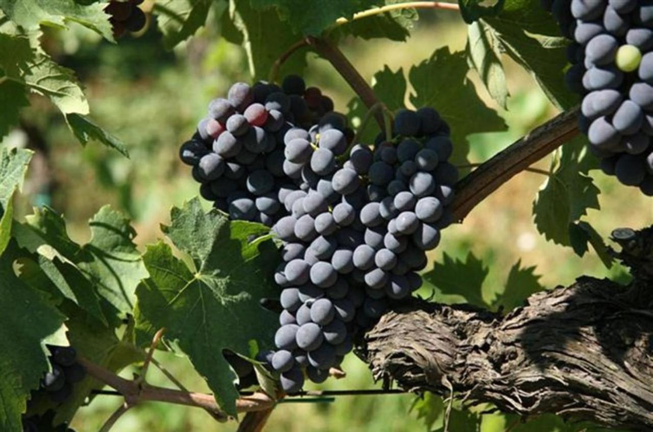 Agriturismo Fattoria Il Piano - Appartamento Lavanda - San Gimignano Zewnętrze zdjęcie